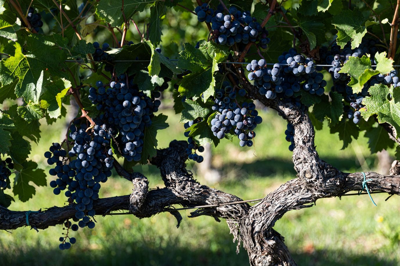 Philosophie vigne