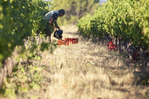 The Estate The Estate