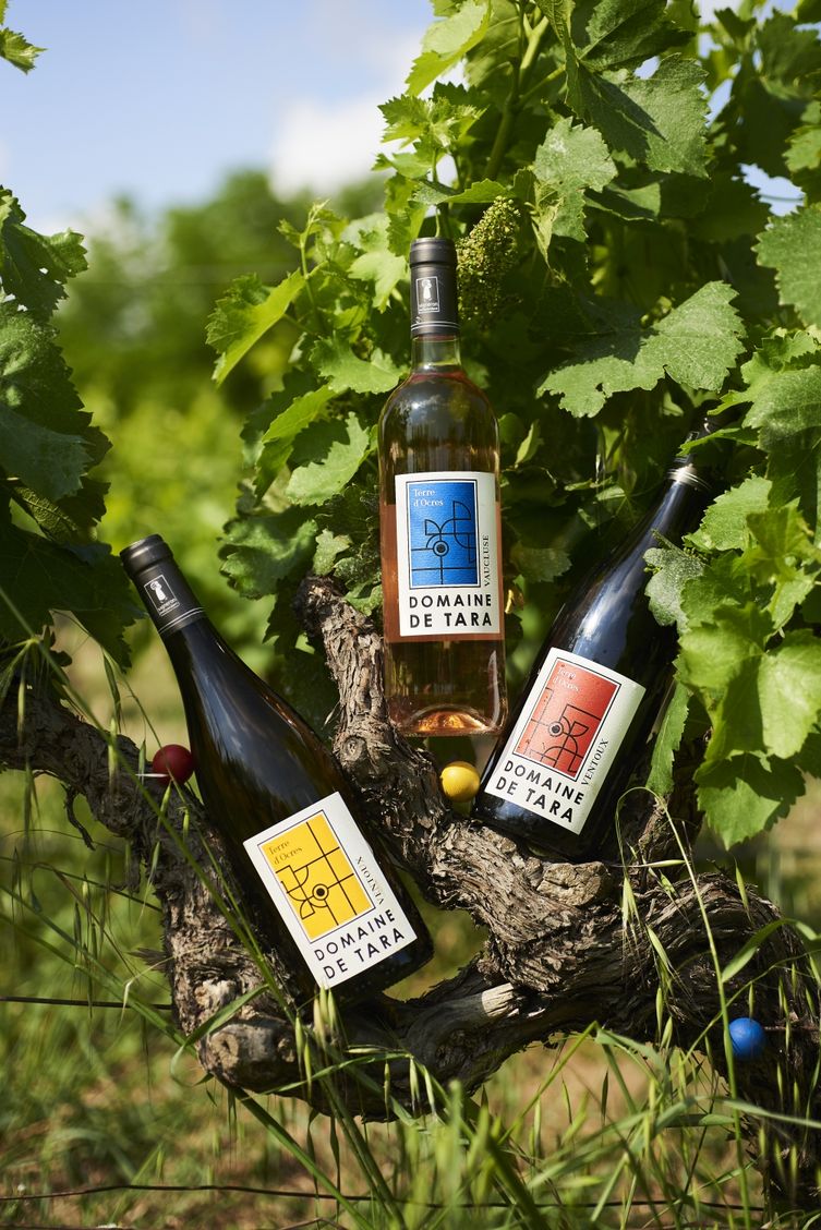 Les vins vins tara